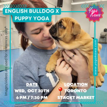 Puppy Yoga – English Bulldogs