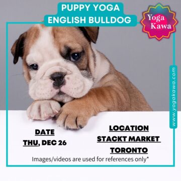 Puppy Yoga (Family & Adults) by Yoga Kawa Toronto English Bulldog puppies