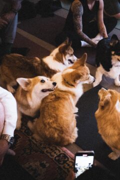 Corgi Yoga All Levels