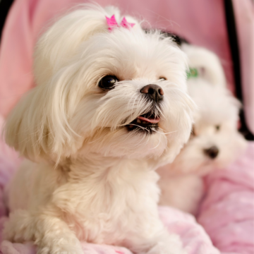 Puppy Yoga (Family & Adults) by Yoga Kawa Maltese puppies