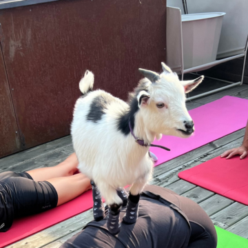 Goat Yoga (Family & Adults) by Yoga Kawa Toronto
