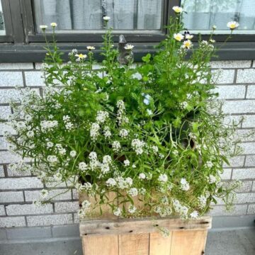 Plant your dream!