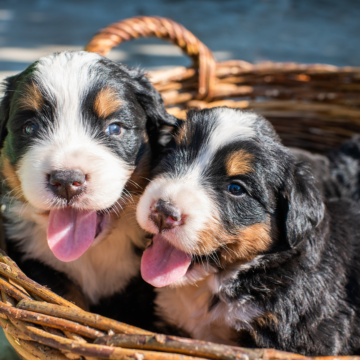 Puppy Yoga (Family & Adults) by Yoga Kawa Toronto Bernese puppies