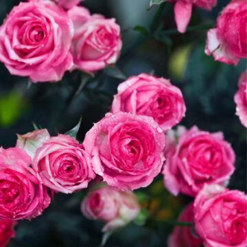 Manulife Rose Garden