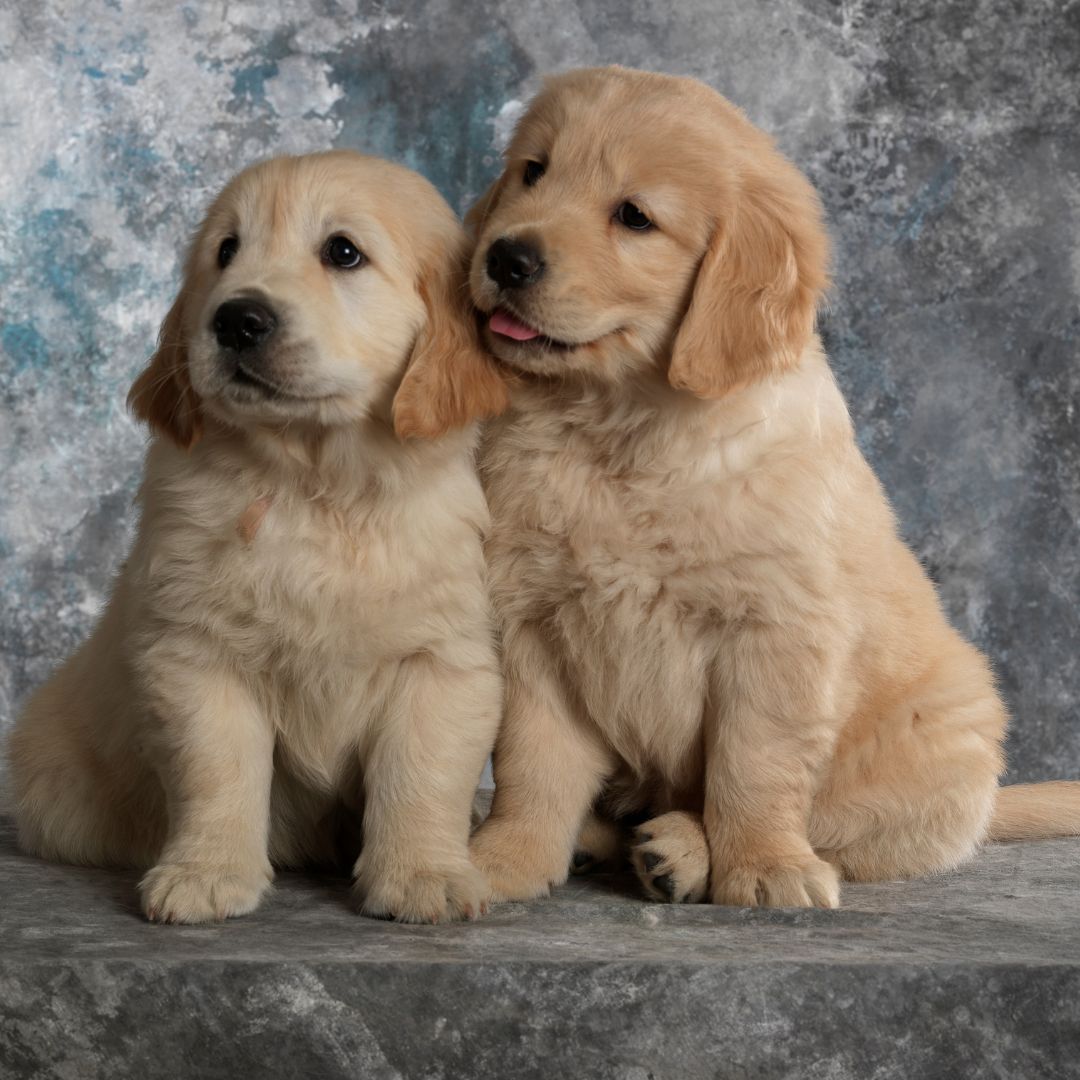 Puppy Yoga (Family & Adults) by Yoga Kawa Toronto Golden/Husky mix puppies