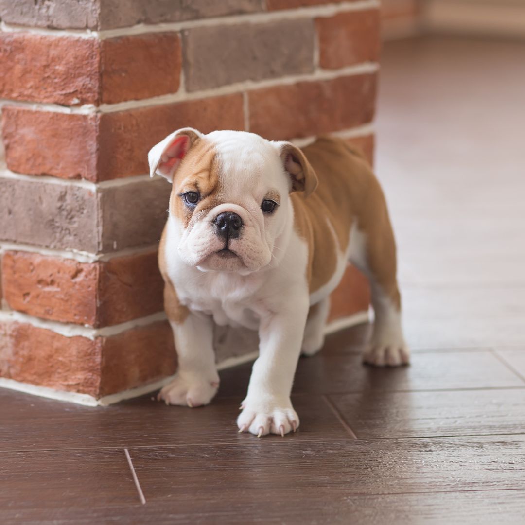 Puppy Yoga w/ English Bulldog Puppies