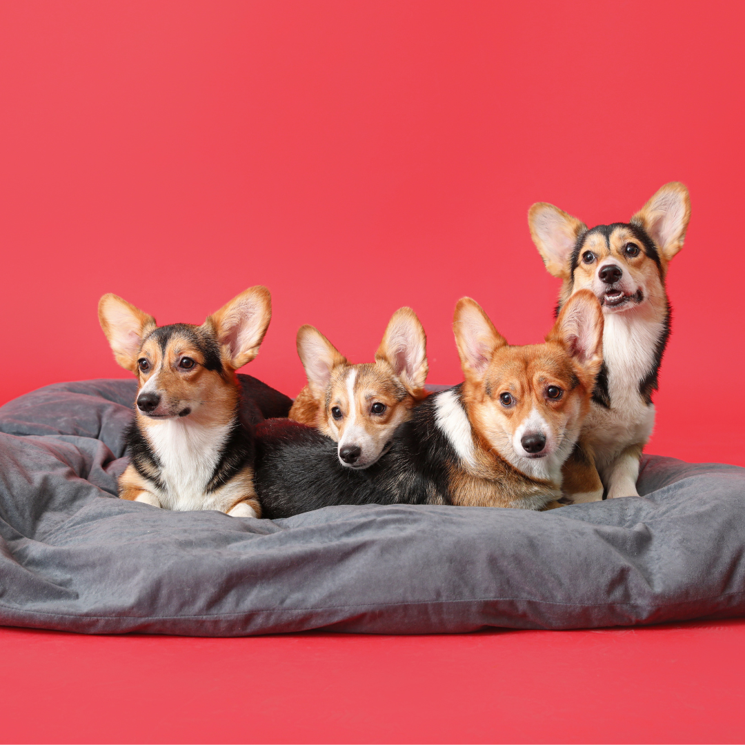 Corgi Yoga — Beginners (Family Friendly)