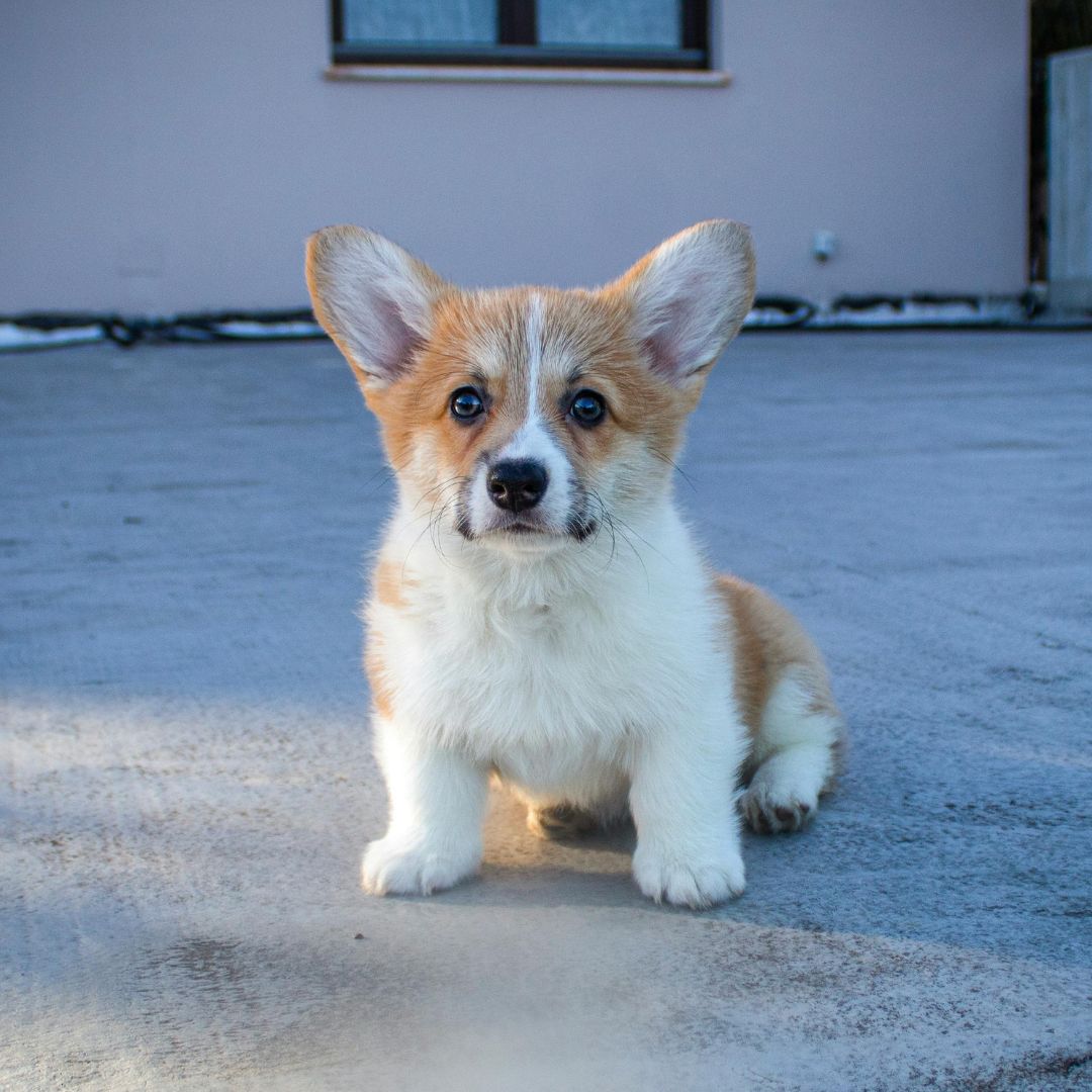 Corgi Yoga — Beginners (Family Friendly)