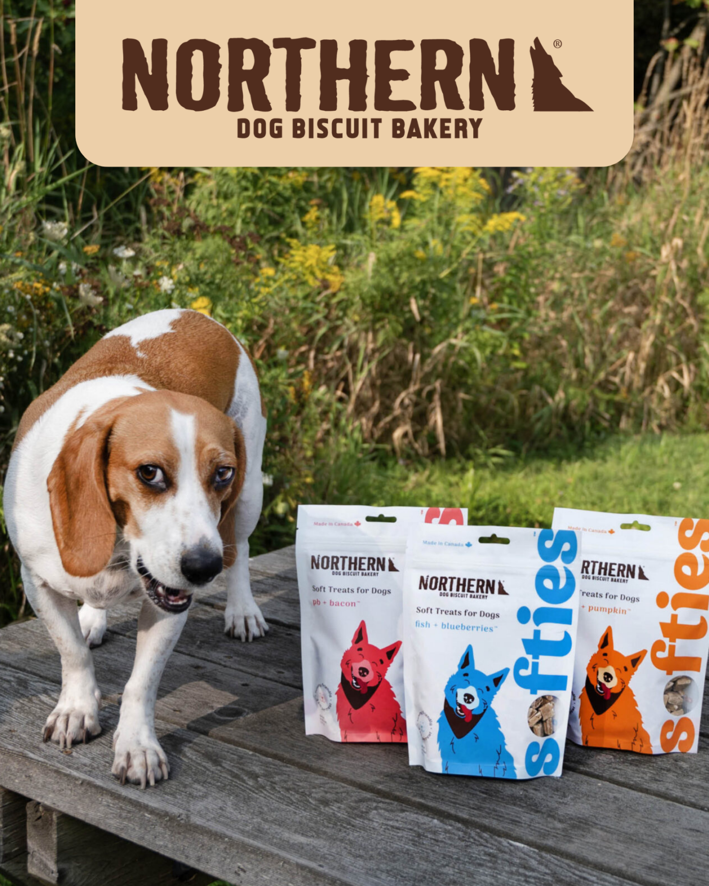 Northern Biscuit Mystery Box