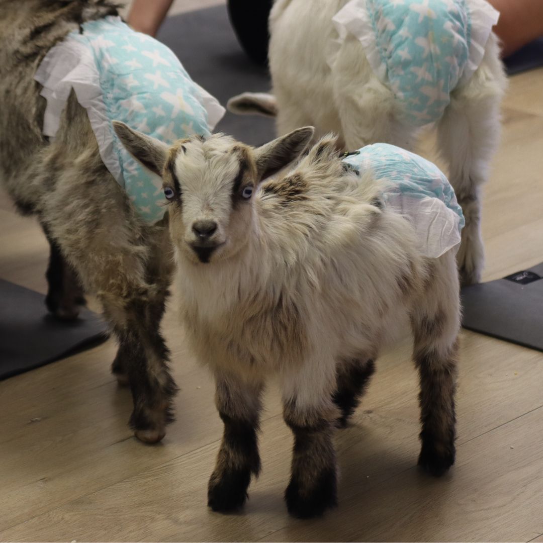 Goat Yoga Toronto by Yoga Kawa