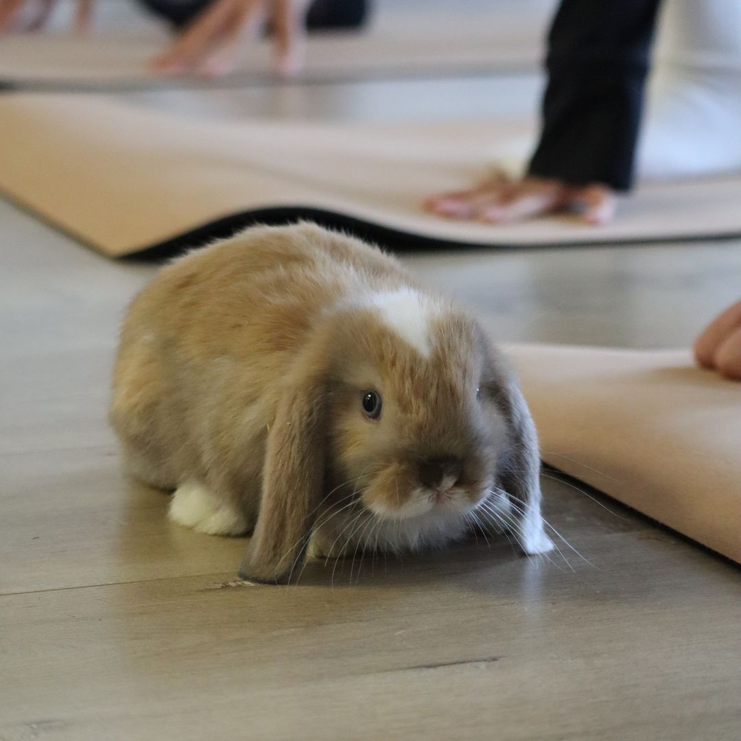 Therapy Bunny Yoga Toronto by Yoga Kawa